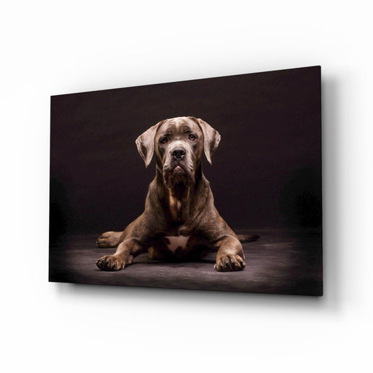 Cane Corso Studio Portrait Glass Wall Art