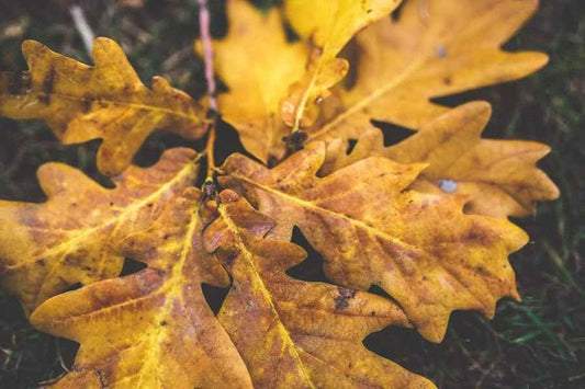 Oak & Amber - Premium Fragrance Oil