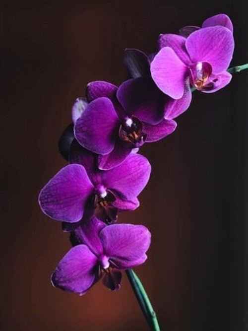 Orchid Musk - Premium Fragrance Oil