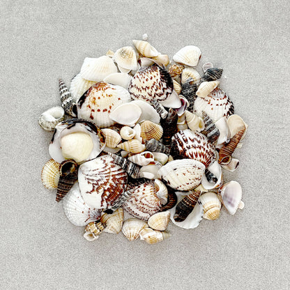 Seashells Inclusions