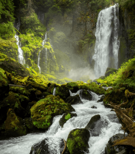 Rainforest - Premium Fragrance Oil