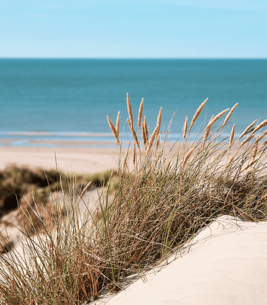 Sea Grass & Sand Dunes - Premium Fragrance Oil