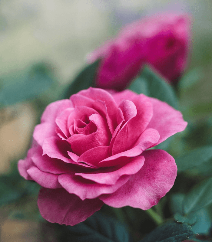 Victorian Rose (Discontinued - Last Chance)
