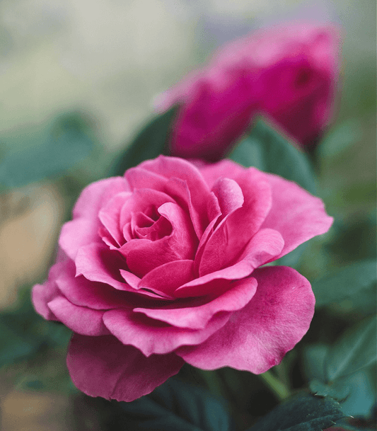 Victorian Rose (Discontinued - Last Chance)
