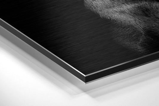 Black Doberman With Red Pistol Brushed Aluminum Dibond Wall Art