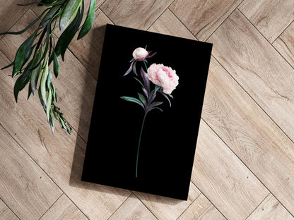 Pink Peony Stem on Black Backdrop Aluminum Print