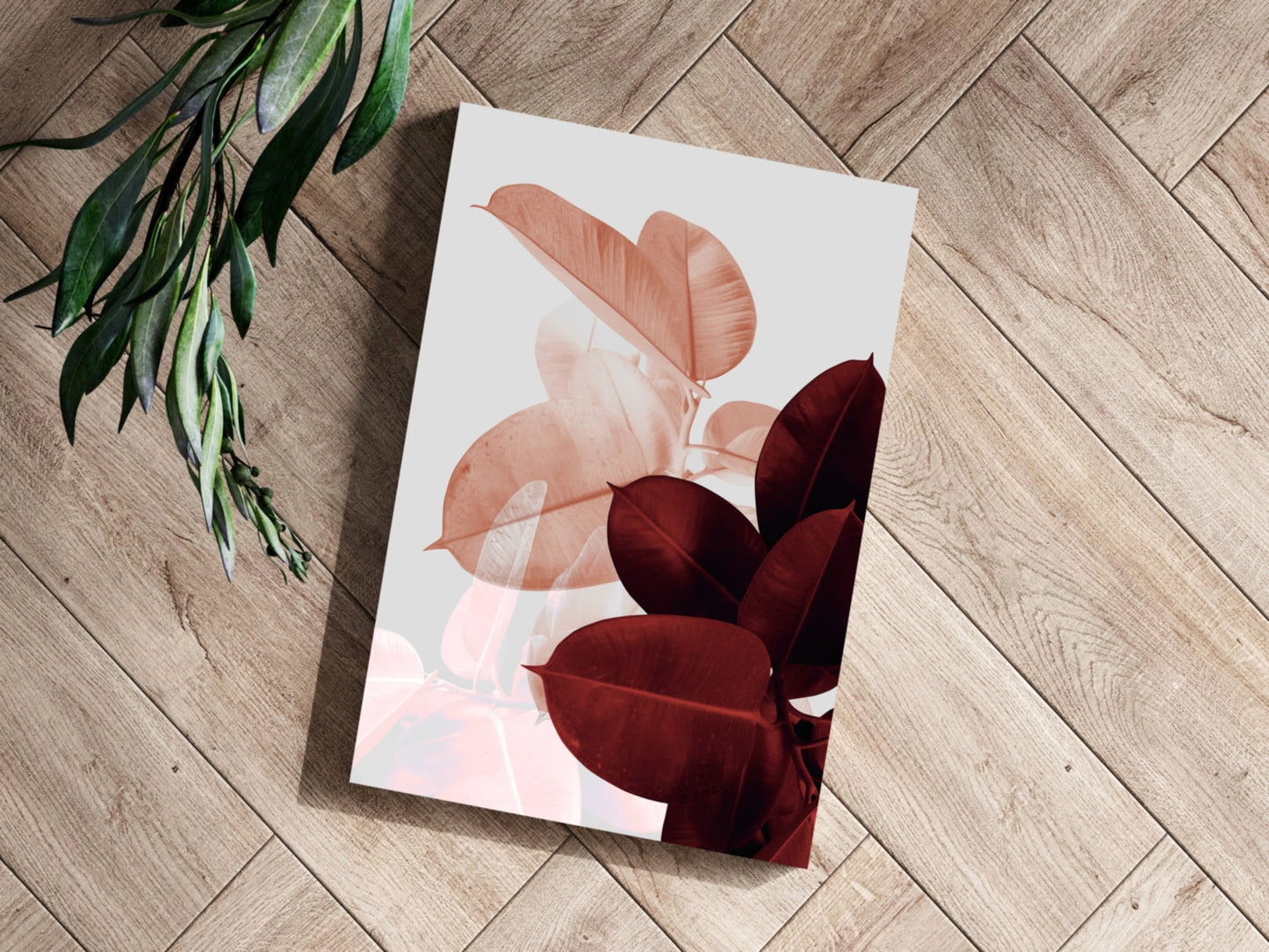 Blush and Burgundy Rubber Plant Leaves Aluminum Print