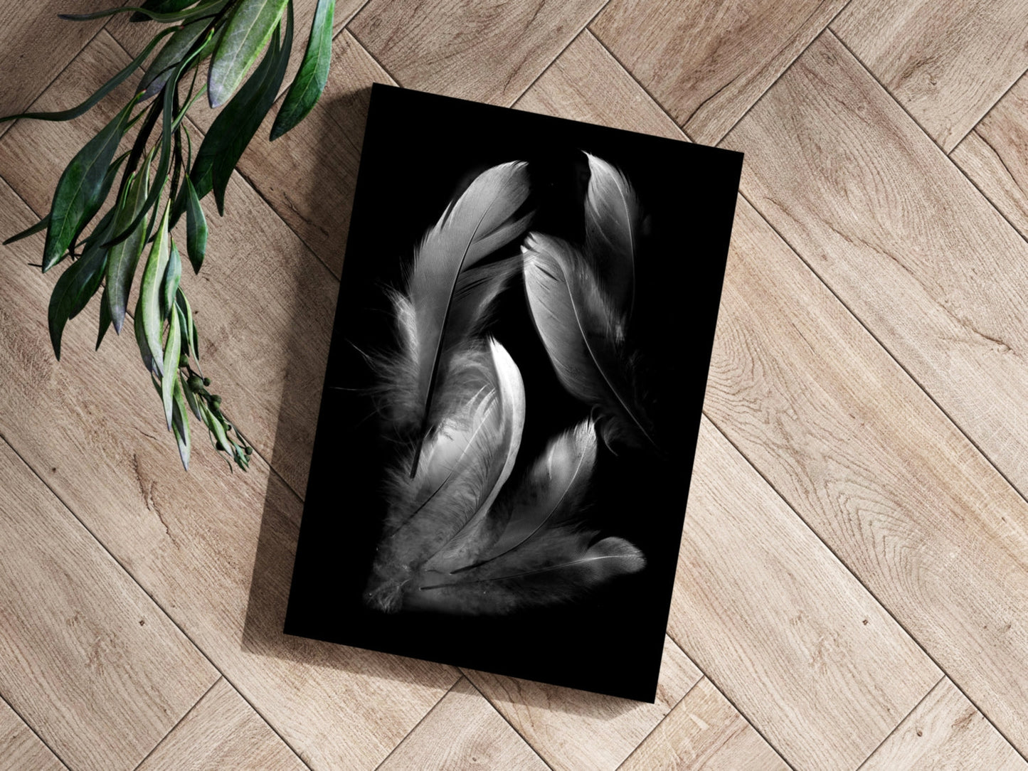 White Feather Cluster On Black Aluminum Print