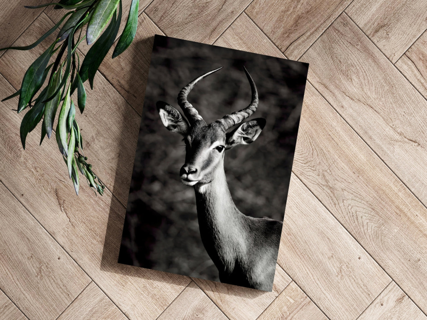 Black And White Impala Antelope Aluminum Print