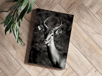 Black And White Impala Antelope Aluminum Print
