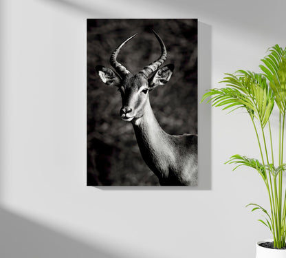 Black And White Impala Antelope Aluminum Print