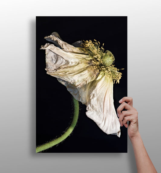Wilted White Poppy on Black Aluminum Print