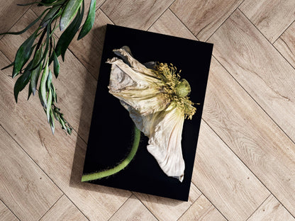 Wilted White Poppy on Black Aluminum Print