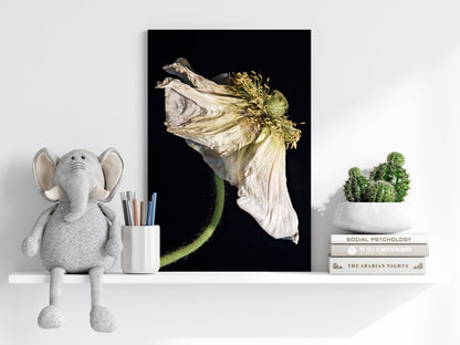 Wilted White Poppy on Black Aluminum Print