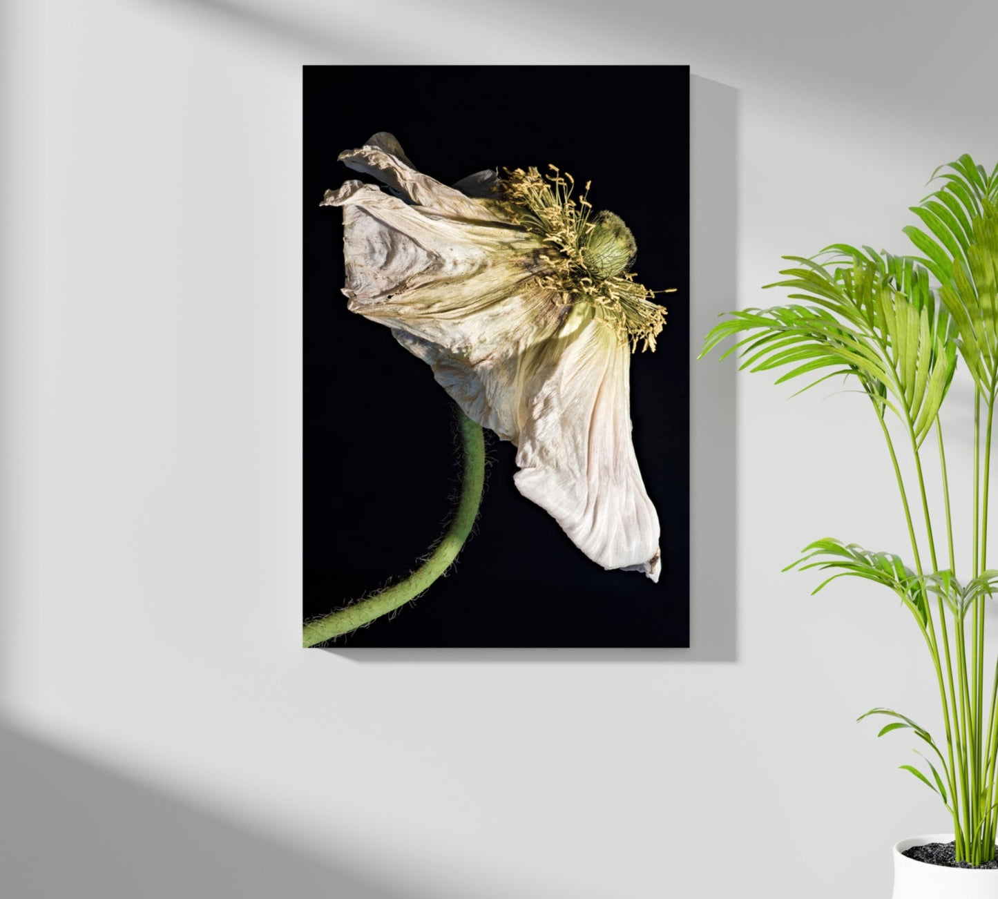 Wilted White Poppy on Black Aluminum Print