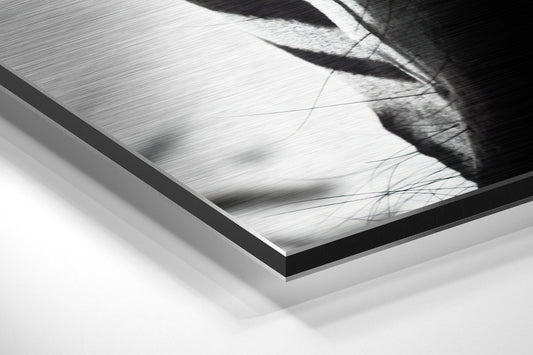 Zebra Face Front Stripes Close Up Brushed Aluminium Dibond Wall Art