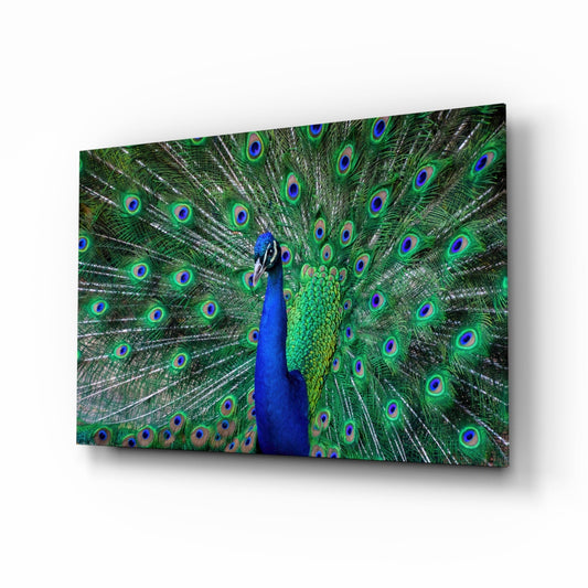 Peacock Fanned Tail Display Glass Wall Art
