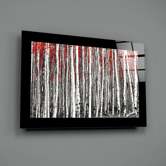 Black Border Birch Grove Red Canopy Glass Wall Art