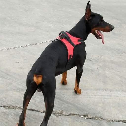 Dog Soft Adjustable Harness Otarealm