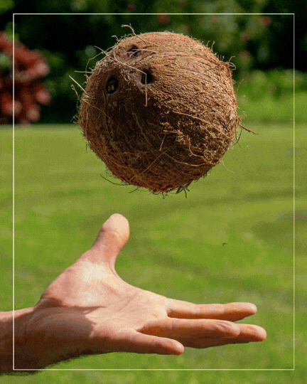 Lion's Mane Cacao (Energy)