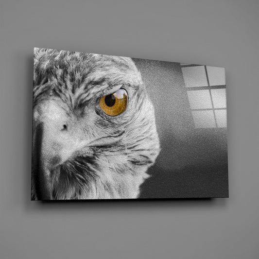 Amber Eye Monochrome Falcon Glass Wall Art