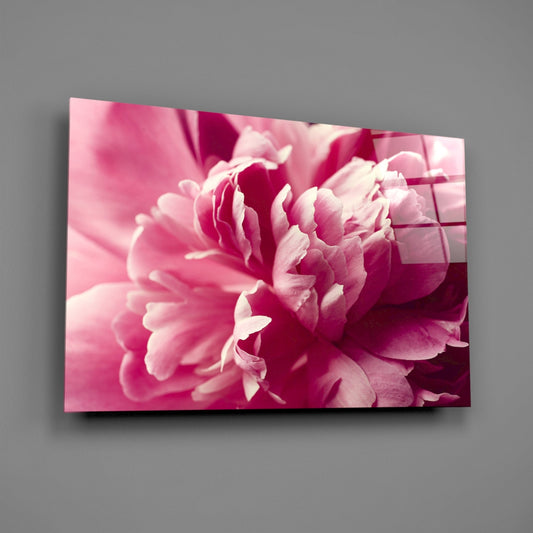 Hot Pink Peony Petal Macro Flower Glass Wall Art