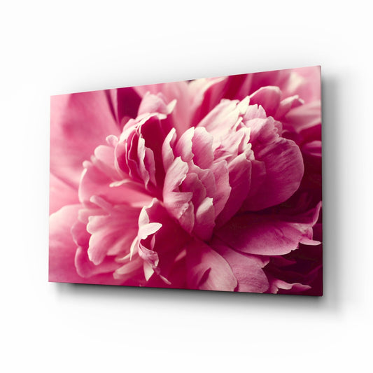 Hot Pink Peony Petal Macro Flower Glass Wall Art