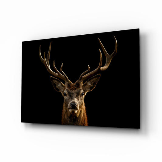 Red Deer Stag on Black Glass Wall Art