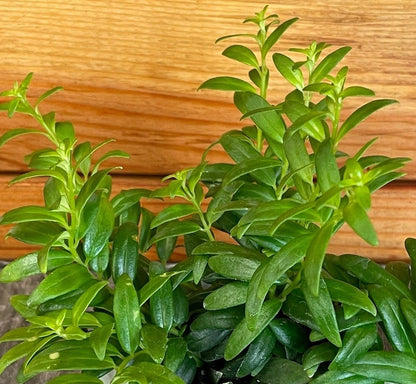 Aeschynanthus Lipstick Japhrolepis, 2" Plant