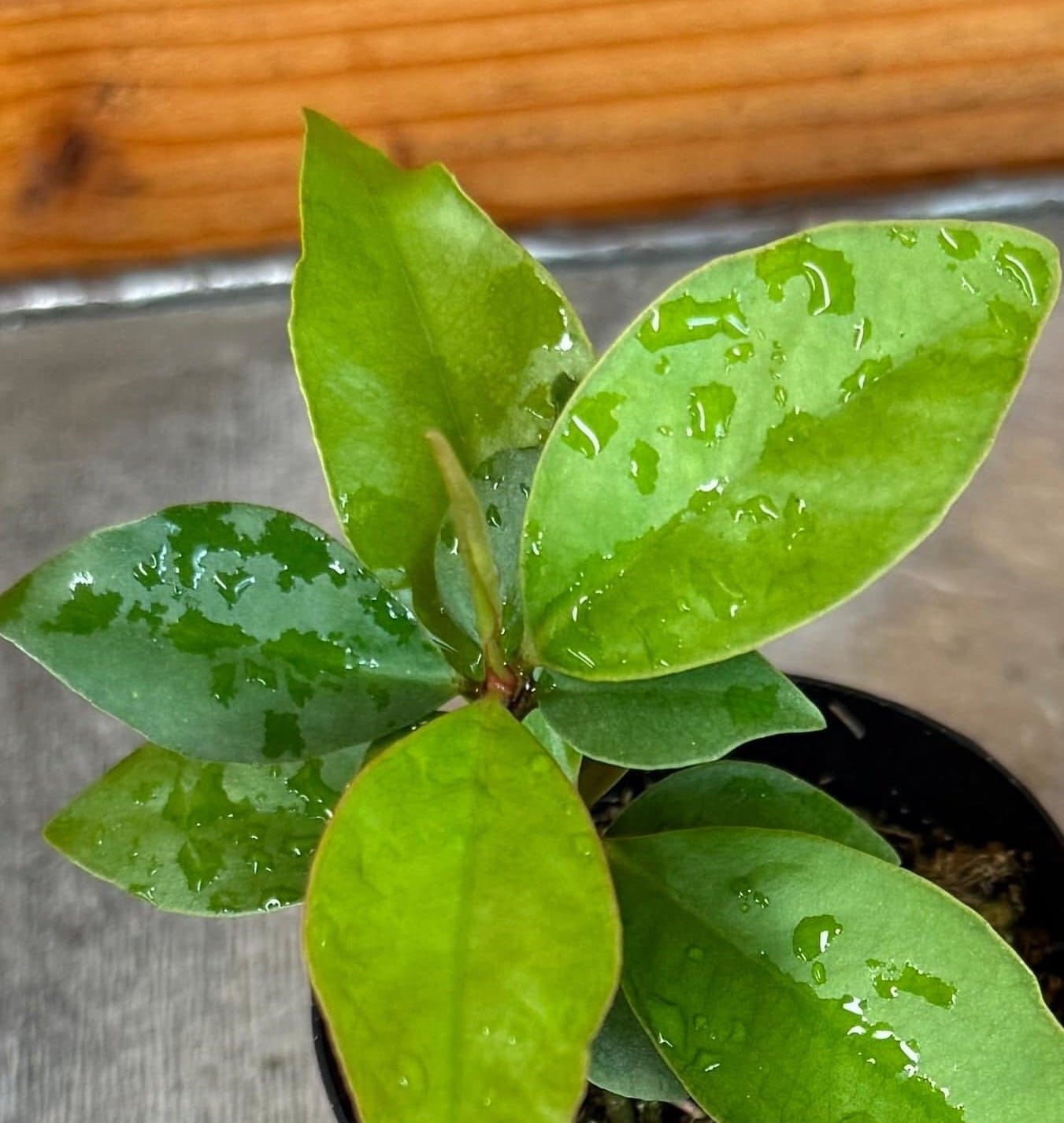 Ardisia humilis, 2" Plant