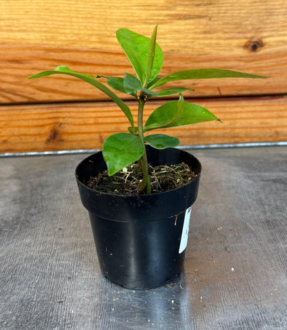 Ardisia humilis, 2" Plant