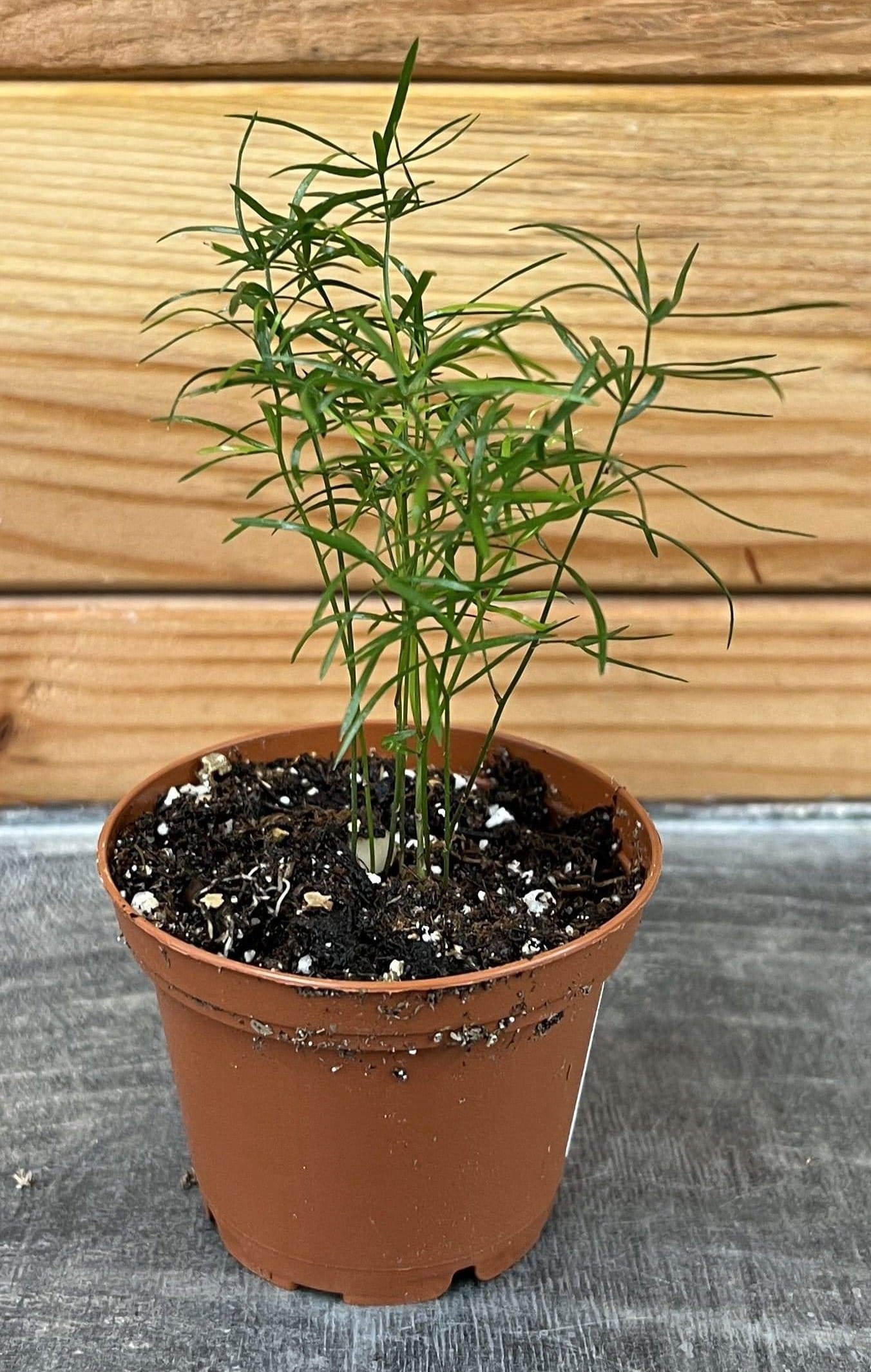 Asparagus Densiflorus Sprengeri Fern, 2" Plant