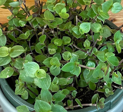 Callisia repens, 6" Plant