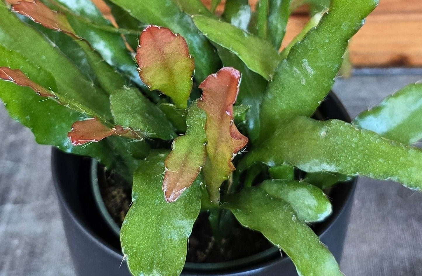 Epiphyllum Anguliger Fire Orchid Cactus, 4" Plant