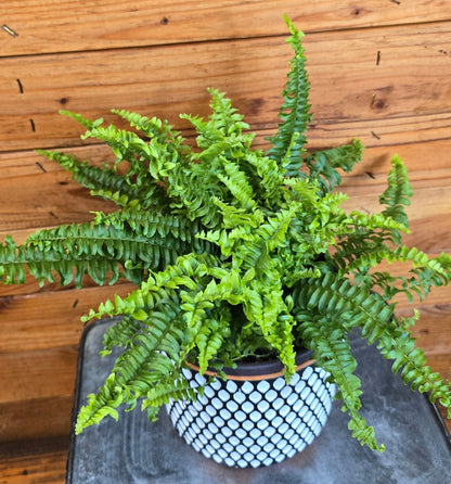 Fern Compact Boston, 6" Plant