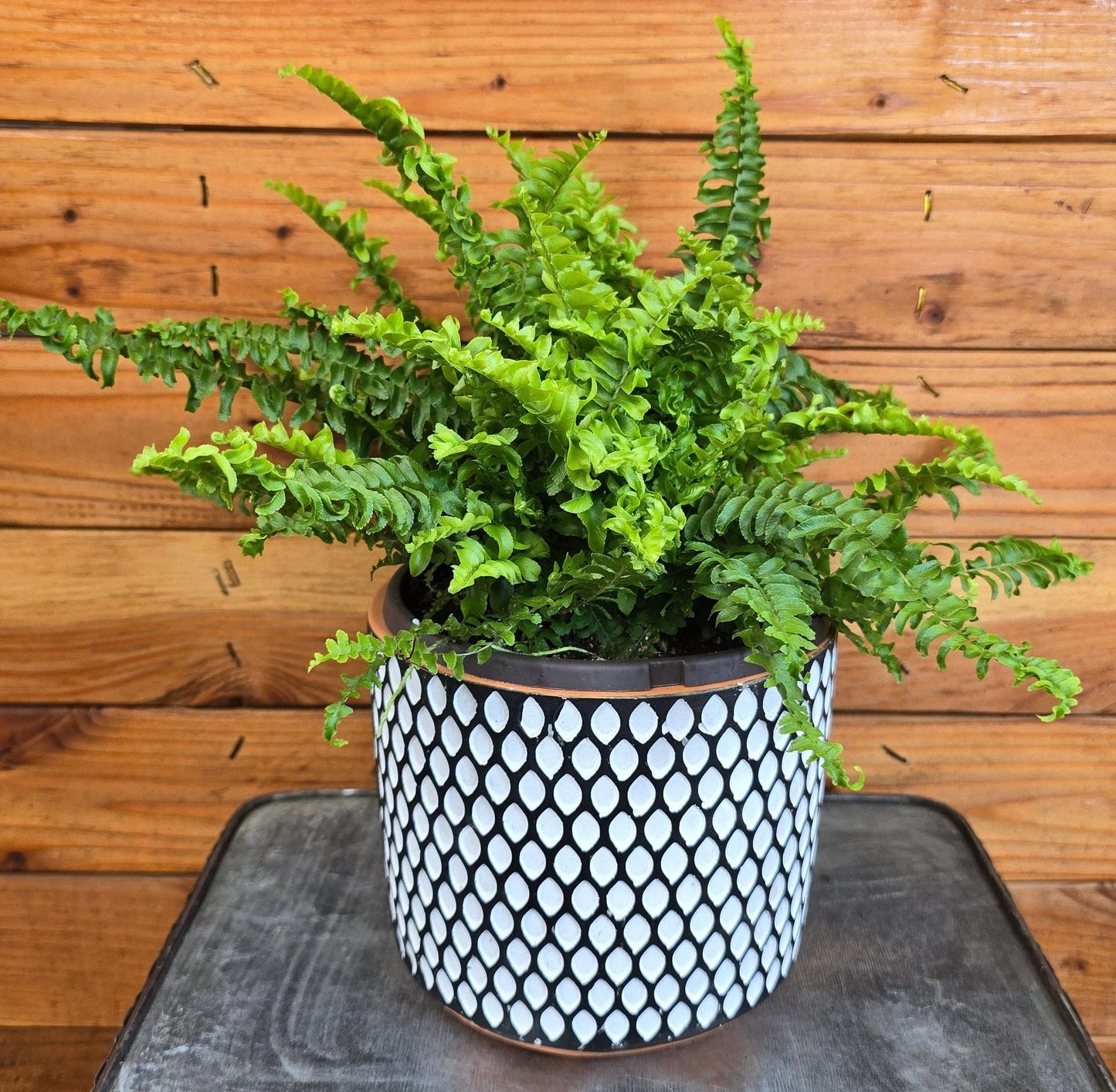 Fern Compact Boston, 6" Plant