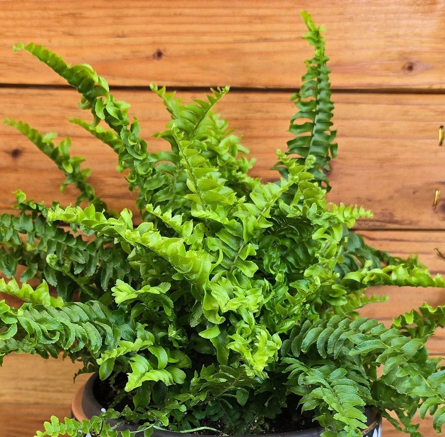 Fern Compact Boston, 6" Plant