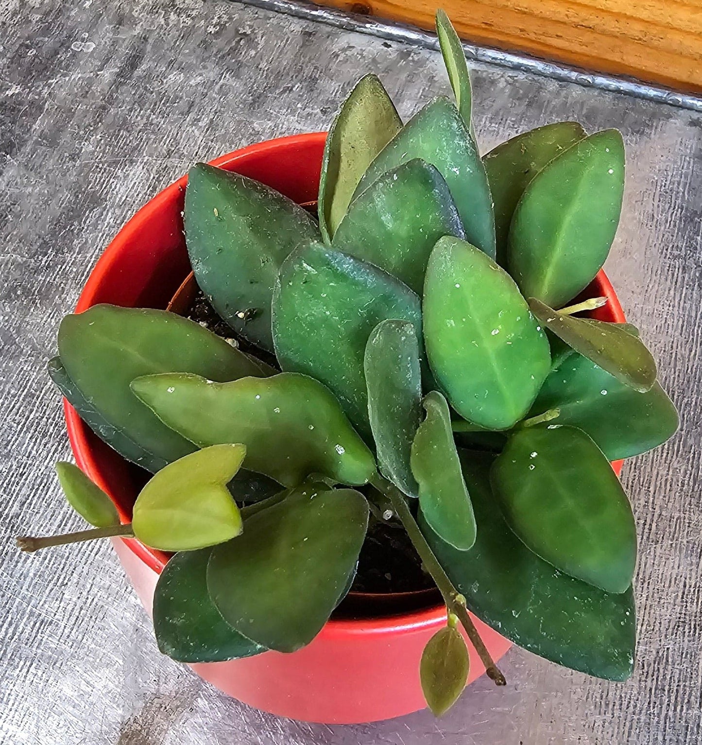 Hoya Bilobata, 2" Plant