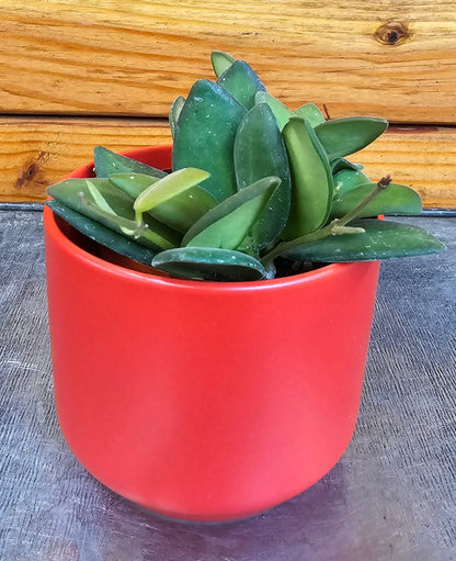 Hoya Bilobata, 2" Plant