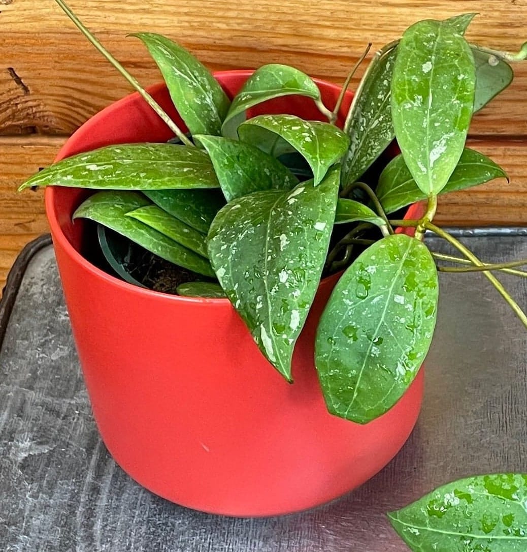 Hoya Erythrostemma Splash, 4" Plant