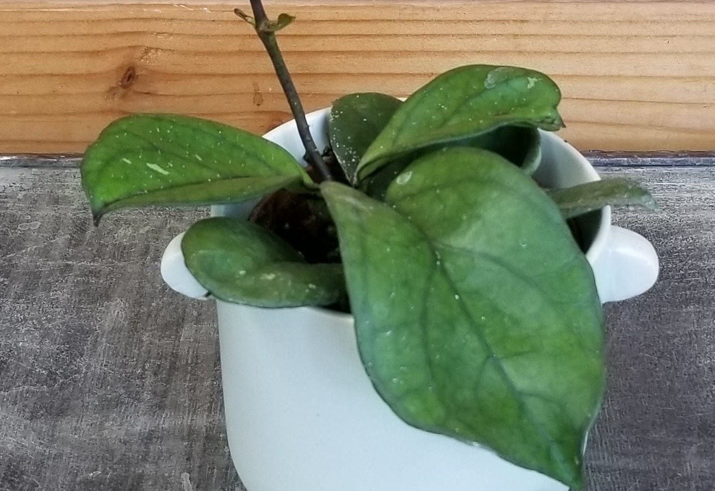Hoya Hainanensis, 2" Plant