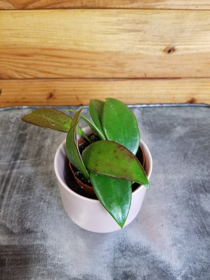 Hoya Minahassae, 2" Plant