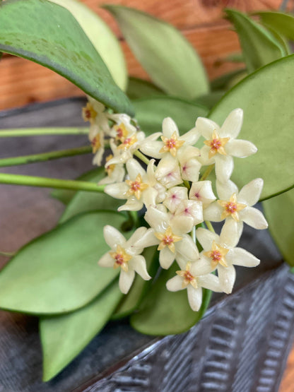 Hoya Minahassae, 2" Plant