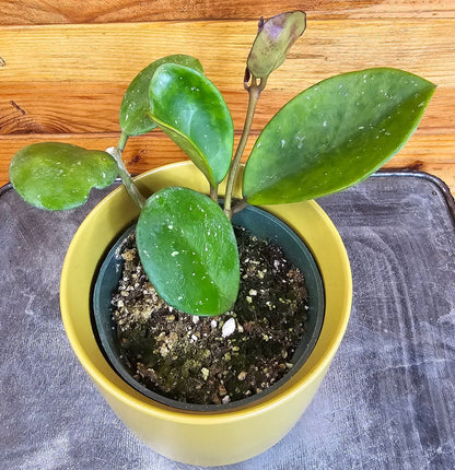 Hoya Obovata, 4" Plant