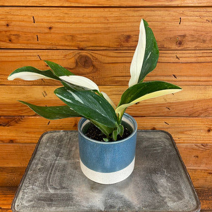 Monstera Standleyana Variegata, 4" Plant