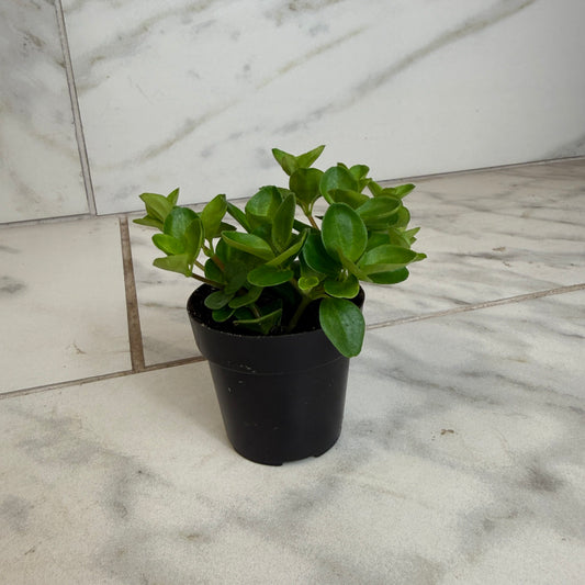 Peperomia Jitterbug, 2" Plant