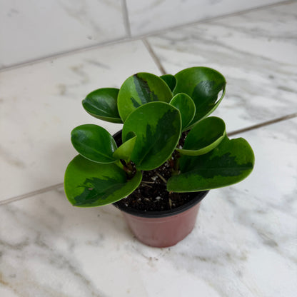 Peperomia Obtusifolia Lemon Lime, 4" Plant