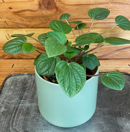 Peperomia Rana Verde, 4" Plant