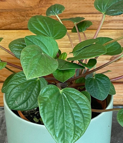 Peperomia Rana Verde, 4" Plant