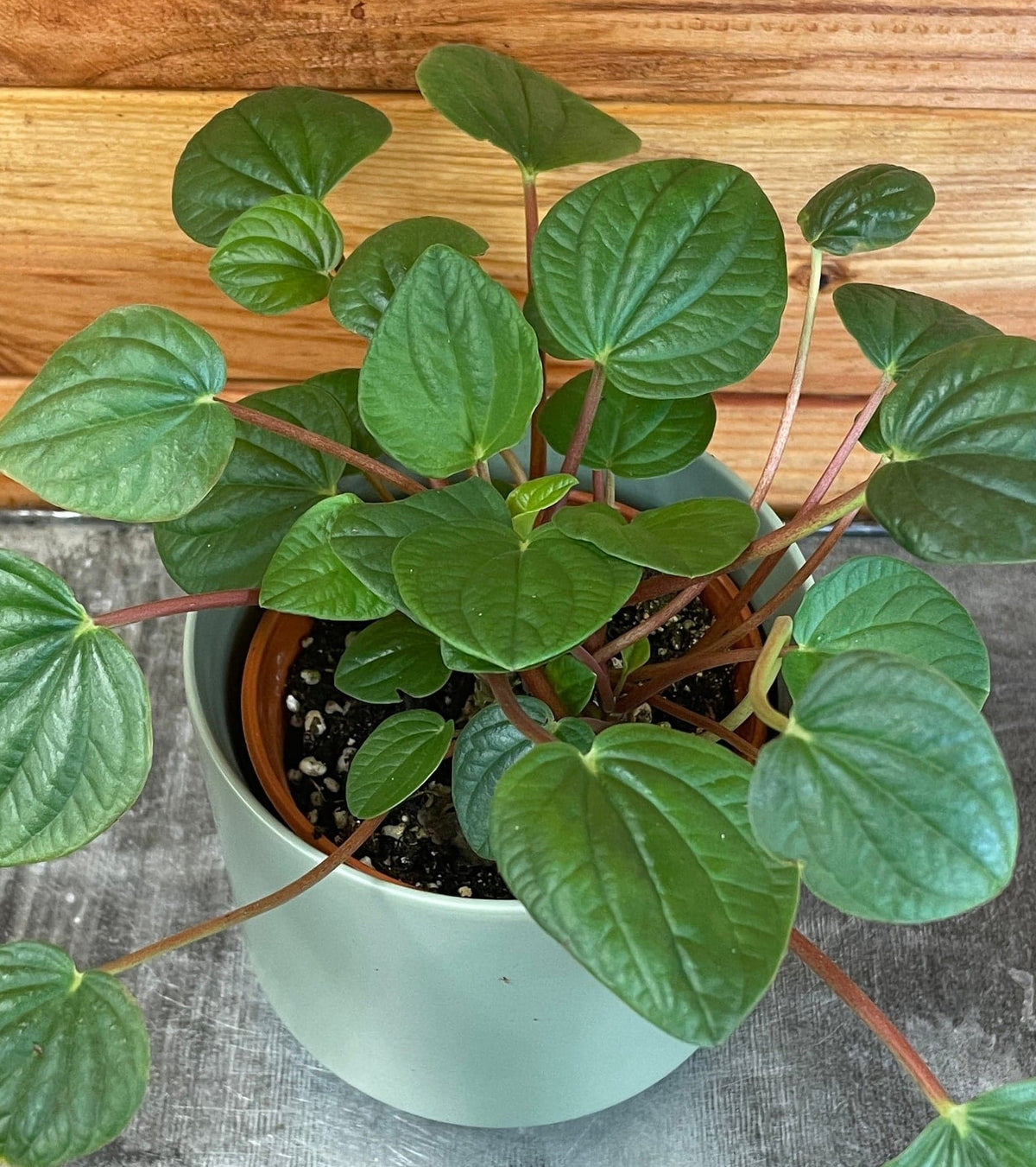 Peperomia Rana Verde, 4" Plant